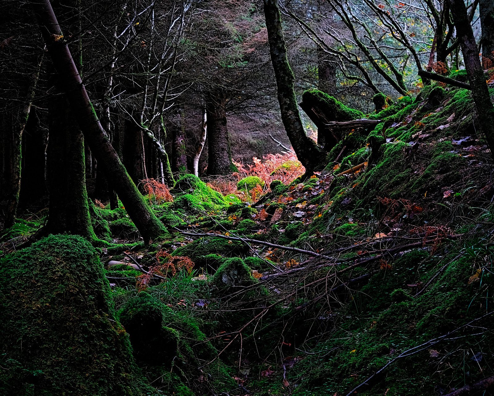 Gordon Doughty, Achnamara, Argyll
Suzie says: “Gordon has concentrated on showing us the textures of this vibrant forest floor so we notice the smaller details of the moss, bracken and lichen. It’s important to remember the trees don't always have to be centre stage to create a dramatic image!”