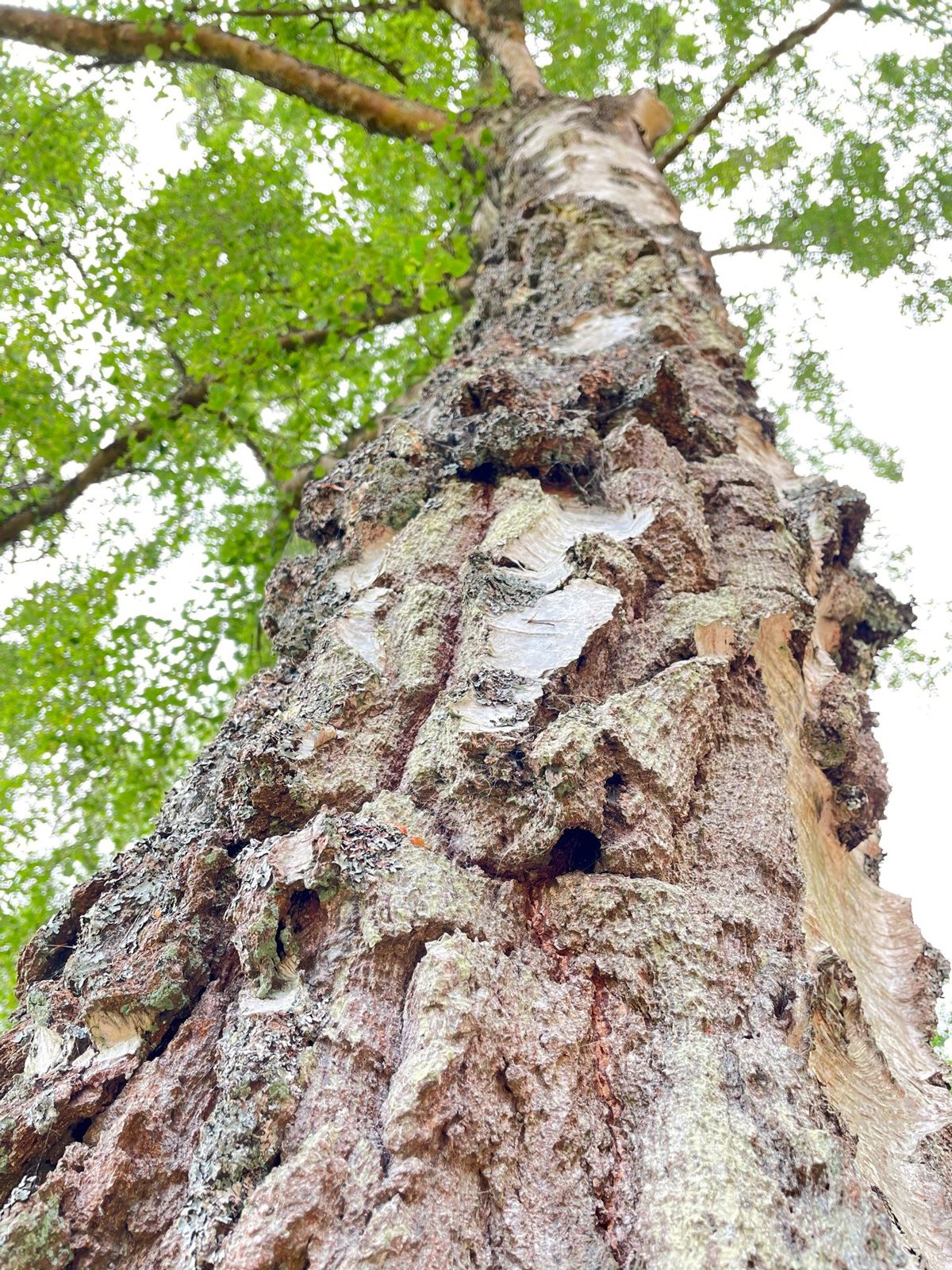 Helen Holbrook, New Forest, Hampshire
Suzie says: “A fantastic vantage point! Looking up at the textures of the bark leads your eye to the vast canopy above. It makes the viewer feel small next to this mighty tree.”