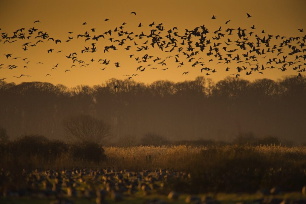 A flock of geese are silhouetted against an orange sky as they take off from feeding grounds Norfolk