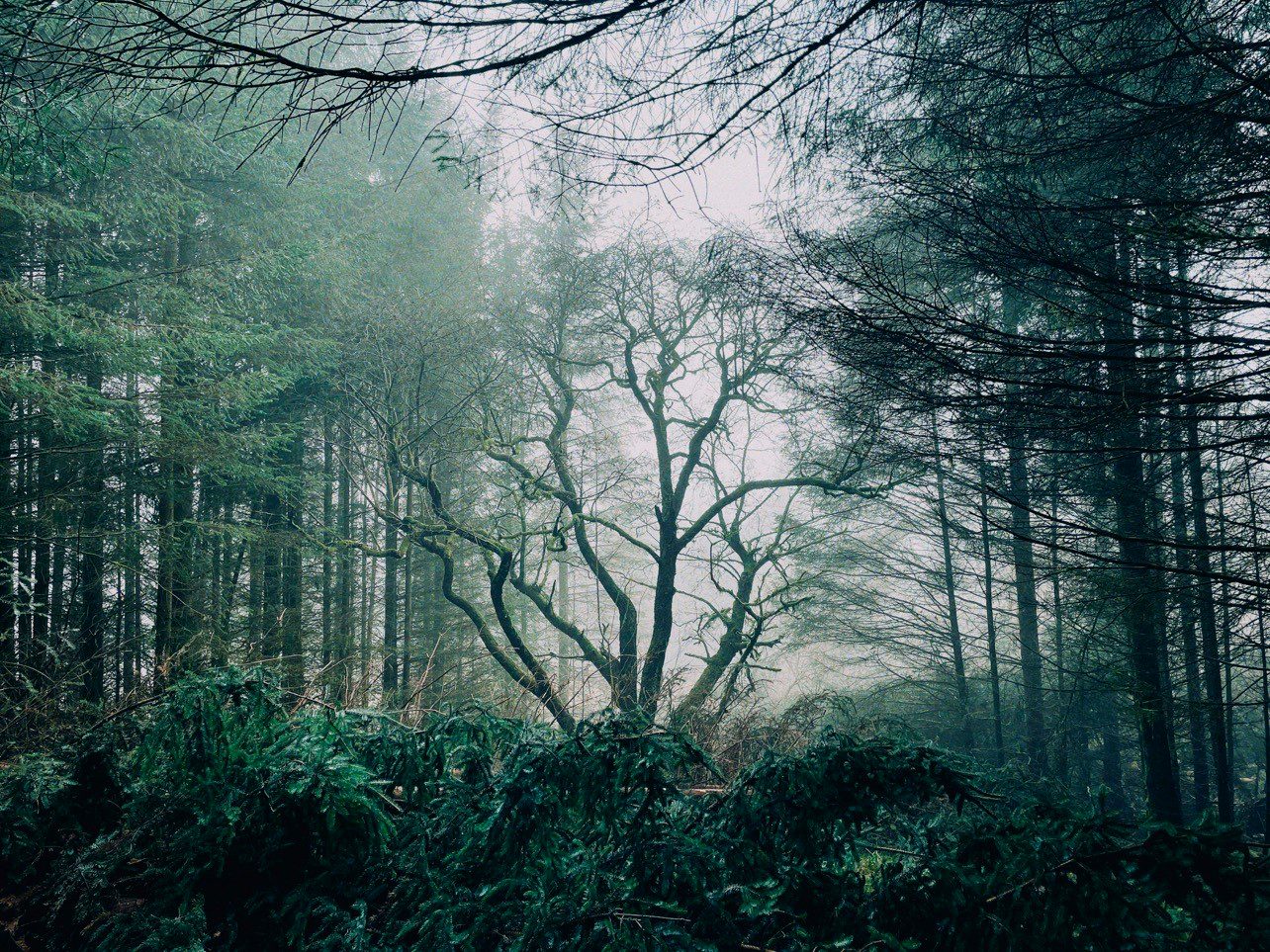 Luke Hall [Details TBC]
Suzie says: “I love the ethereal light in this woodland scene – it feels ghostly but exciting. The light is flat so you get a chance to concentrate on the structure of the branches and the different directions they like to travel.”