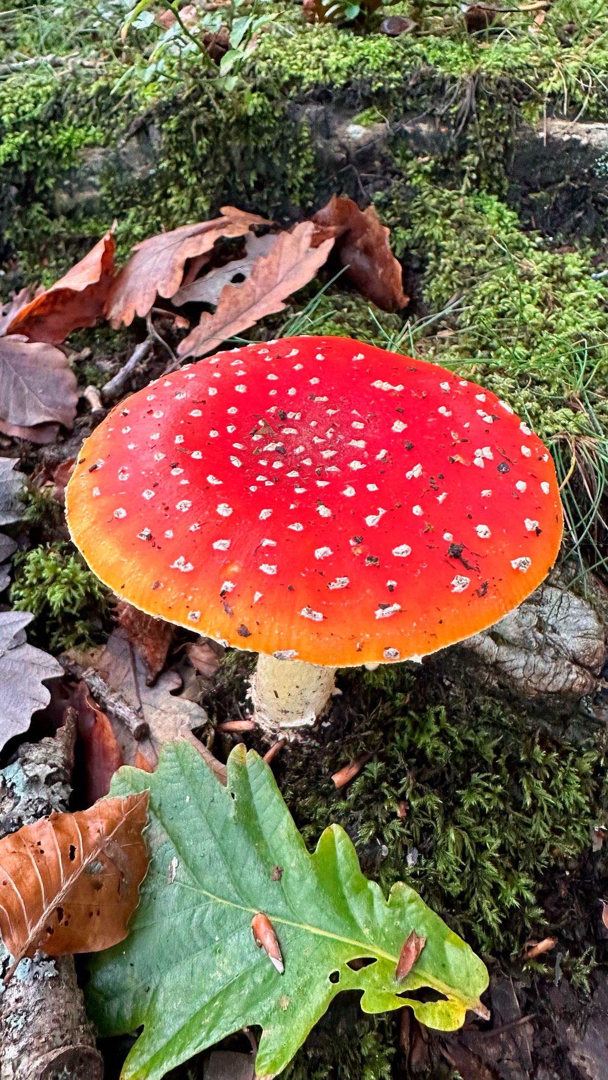 Mike Kitley, New Forest, Hampshire
Suzie says: “Looking down at this toadstool cap perfectly shows off the geometric detail of the spots and captures the intensity of the bright red colouring. It looks like something out of a fairytale.”