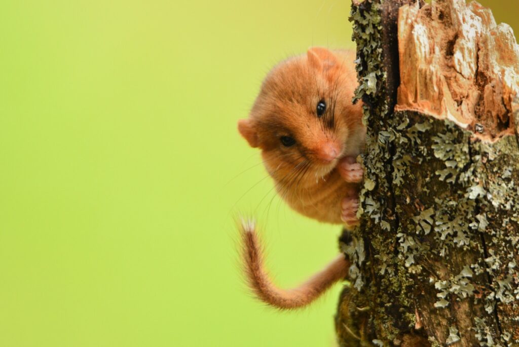 A hazel dormouse faces the camera as it clings to a slender tree trunk covered in lichen