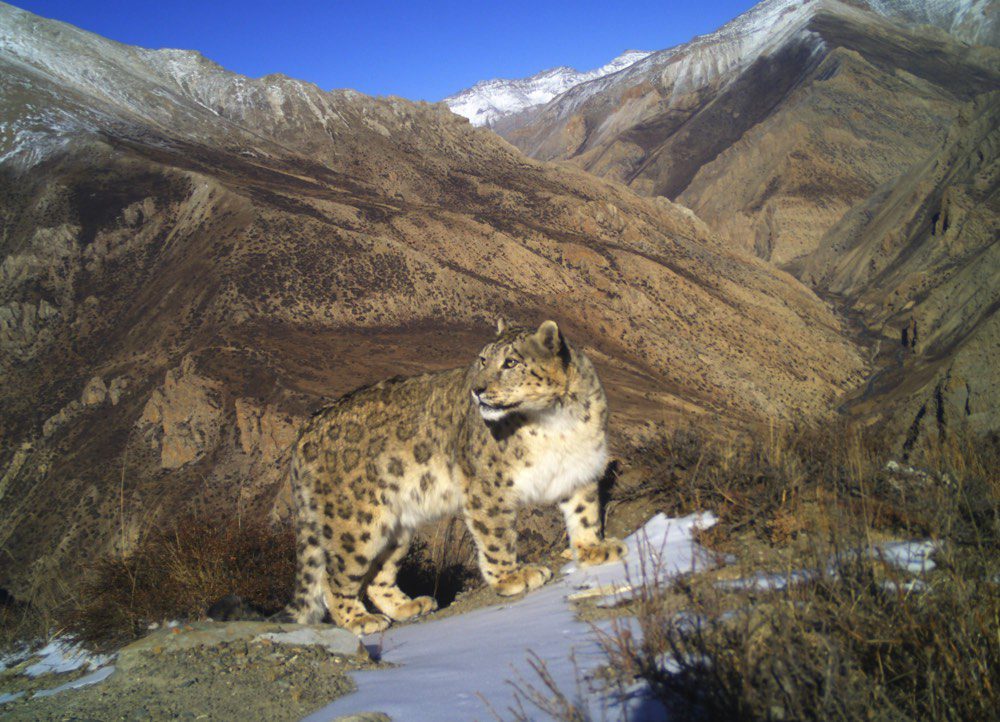 A snow leopard pauses on a mountainside, with higher peaks and blue sky in the background