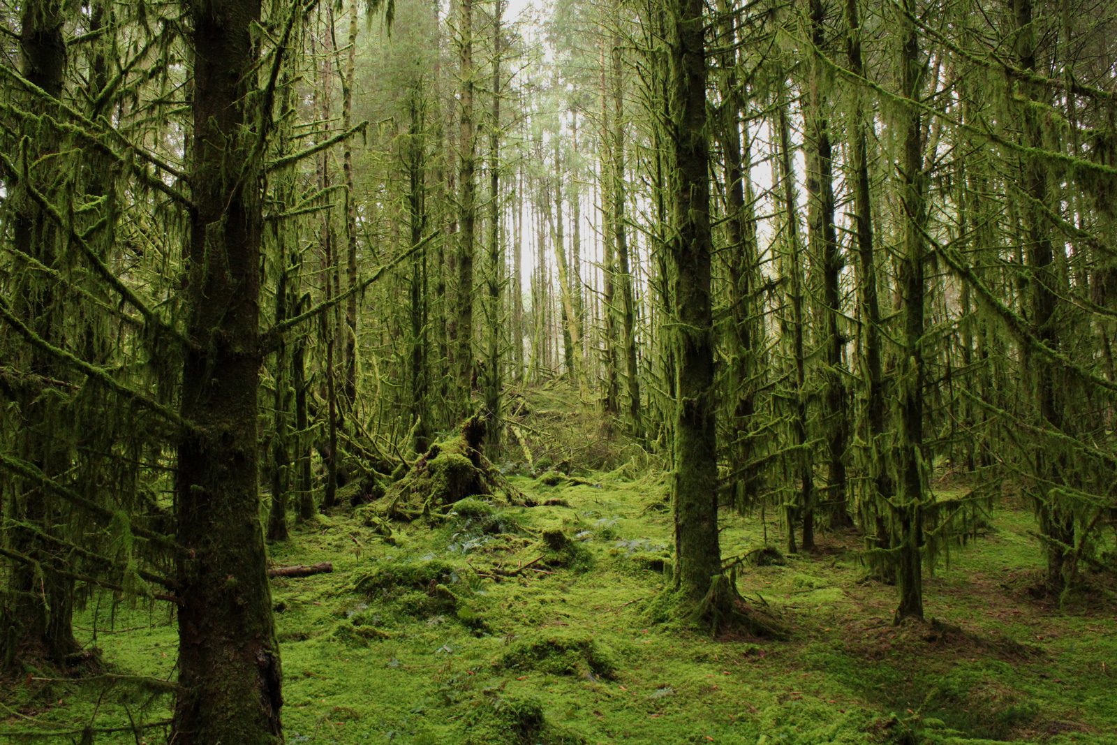 Nick Page, Kirroughtree, Galloway
Suzie says: “This intimate forest scene brings out the theatre of the landscape. It’s enchanting, 