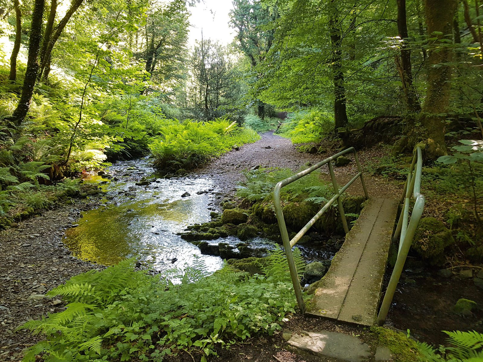 Robin Shelley, Hawkcombe Woods, Somerset Suzie says: “Forests and woodlands are teeming with life. This photographer has captured not only the grandeur of the trees but also the delicate flora and fauna – the bridge leads us across the river to their home.”