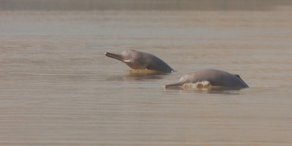 Two Indus river dolphins at the surface of a river in Pakistan