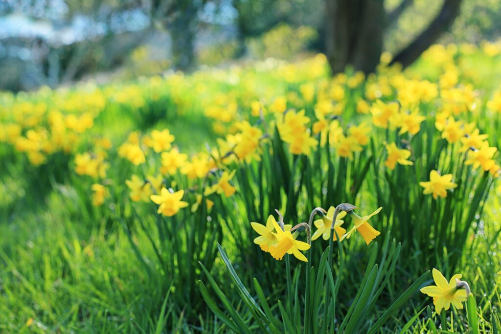 A carpet of yellow daffodils in the spring sunshine.