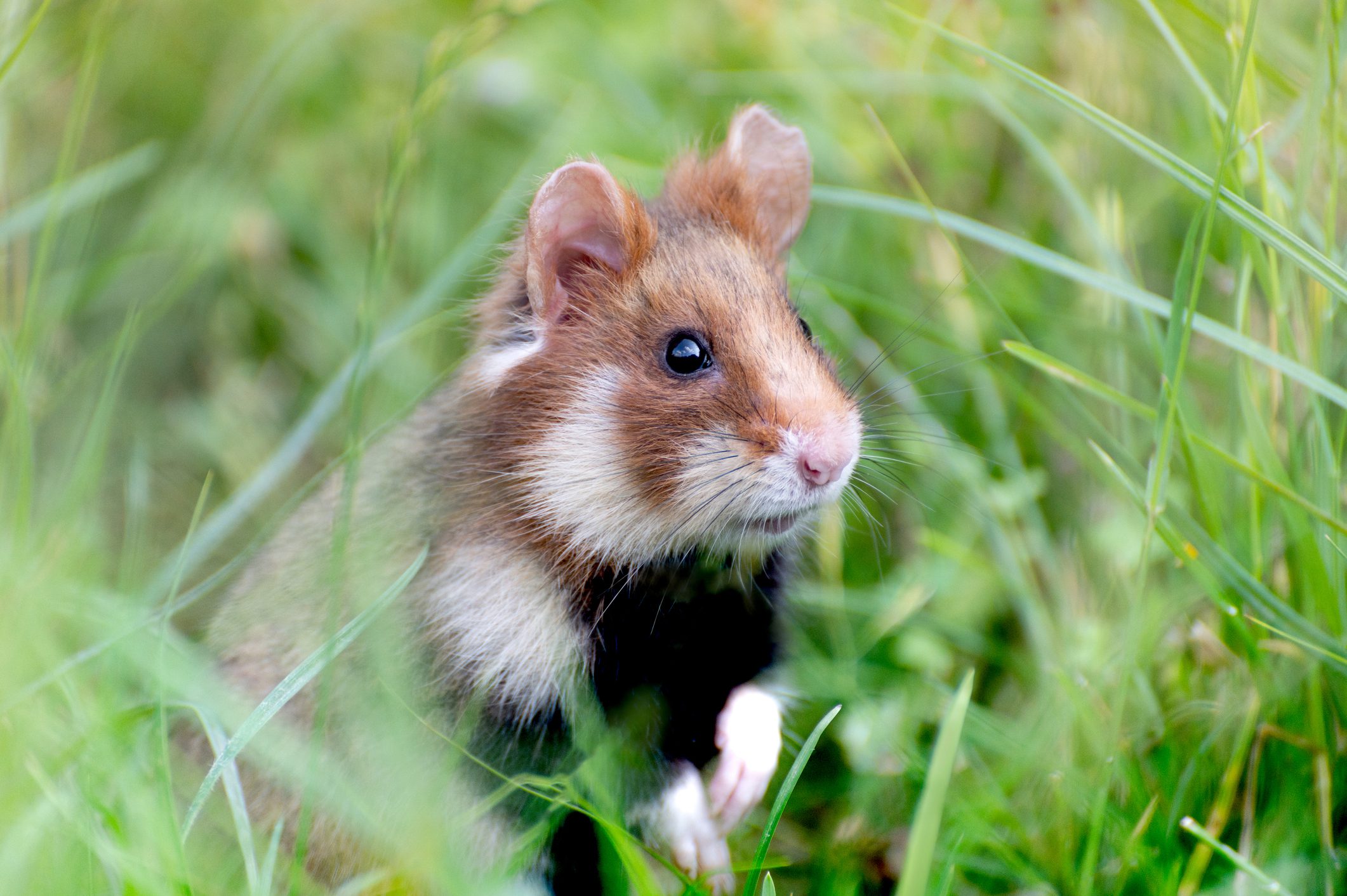 Close-up of a European hamster in a grassy field in Austria