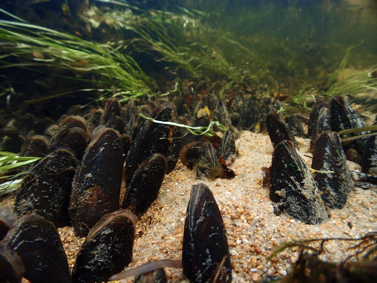 Freshwater pearl mussels embedded in sand under water