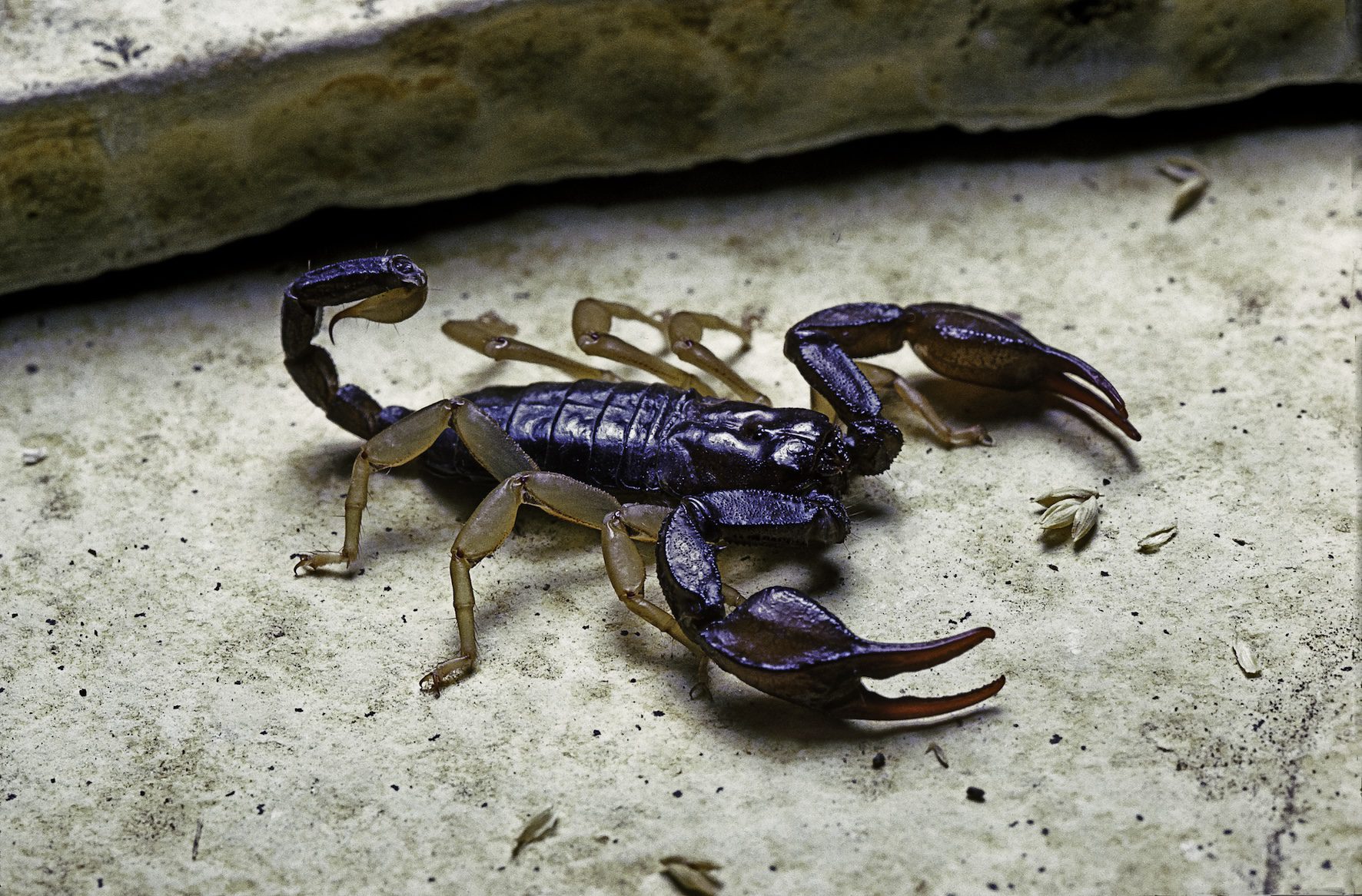 A European yellow-tailed scorpion