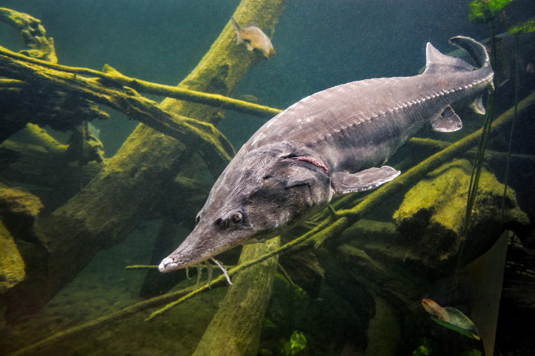 Close-up of a large beluga sturgeon in a lake during the migration season. 