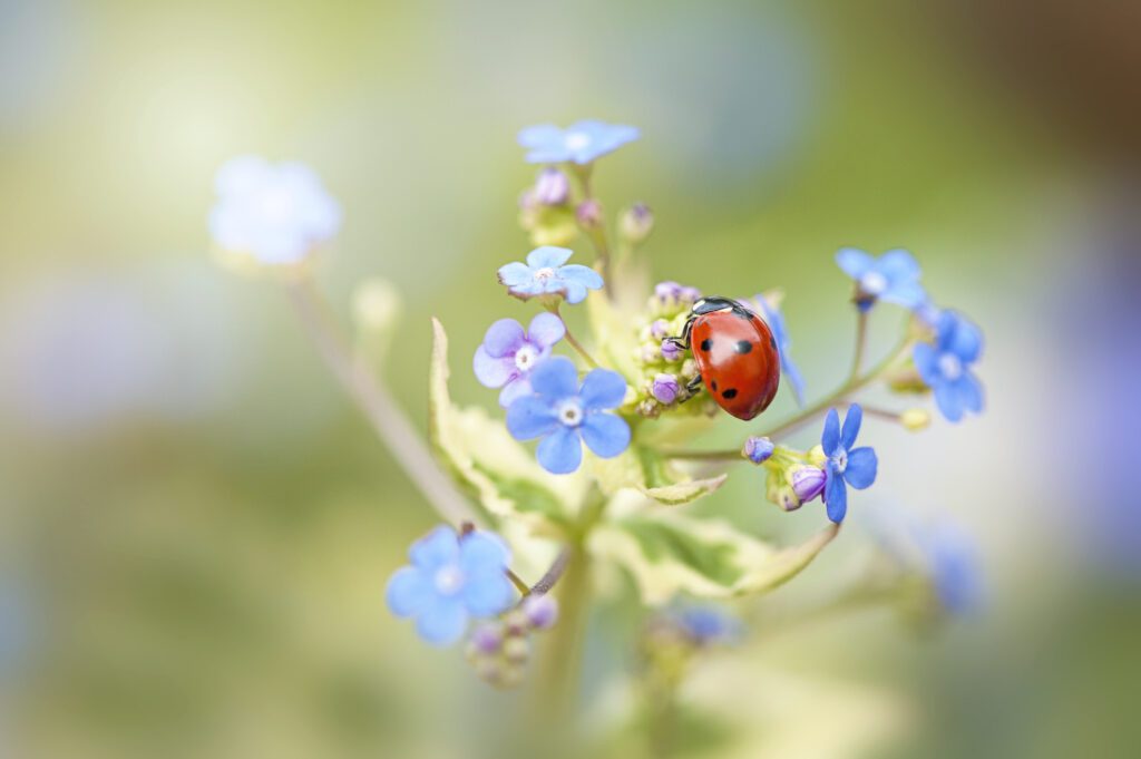 A seven-spot ladybird on blue forget-me-not flowers