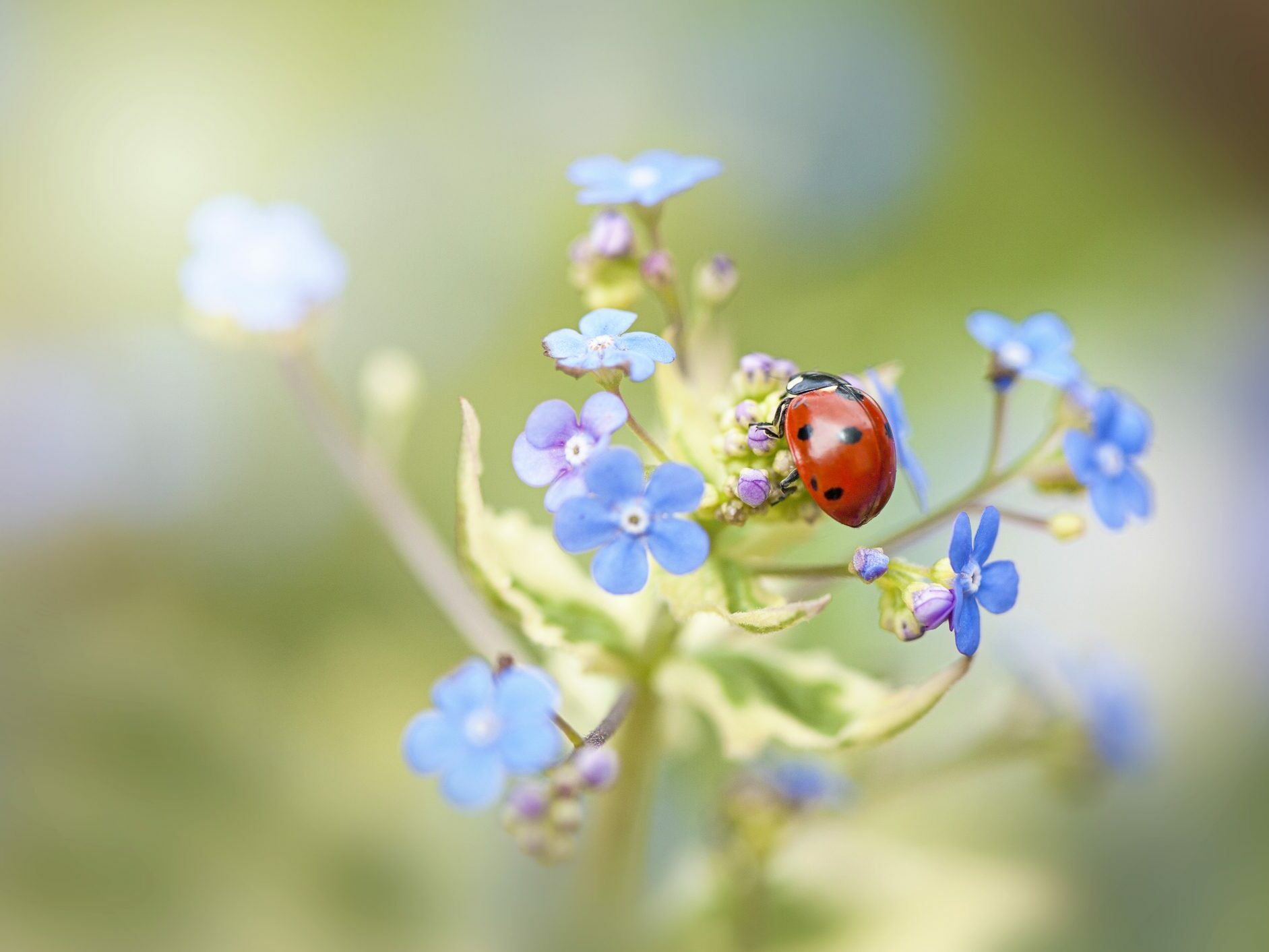 A seven-spot ladybird on blue forget-me-not flowers