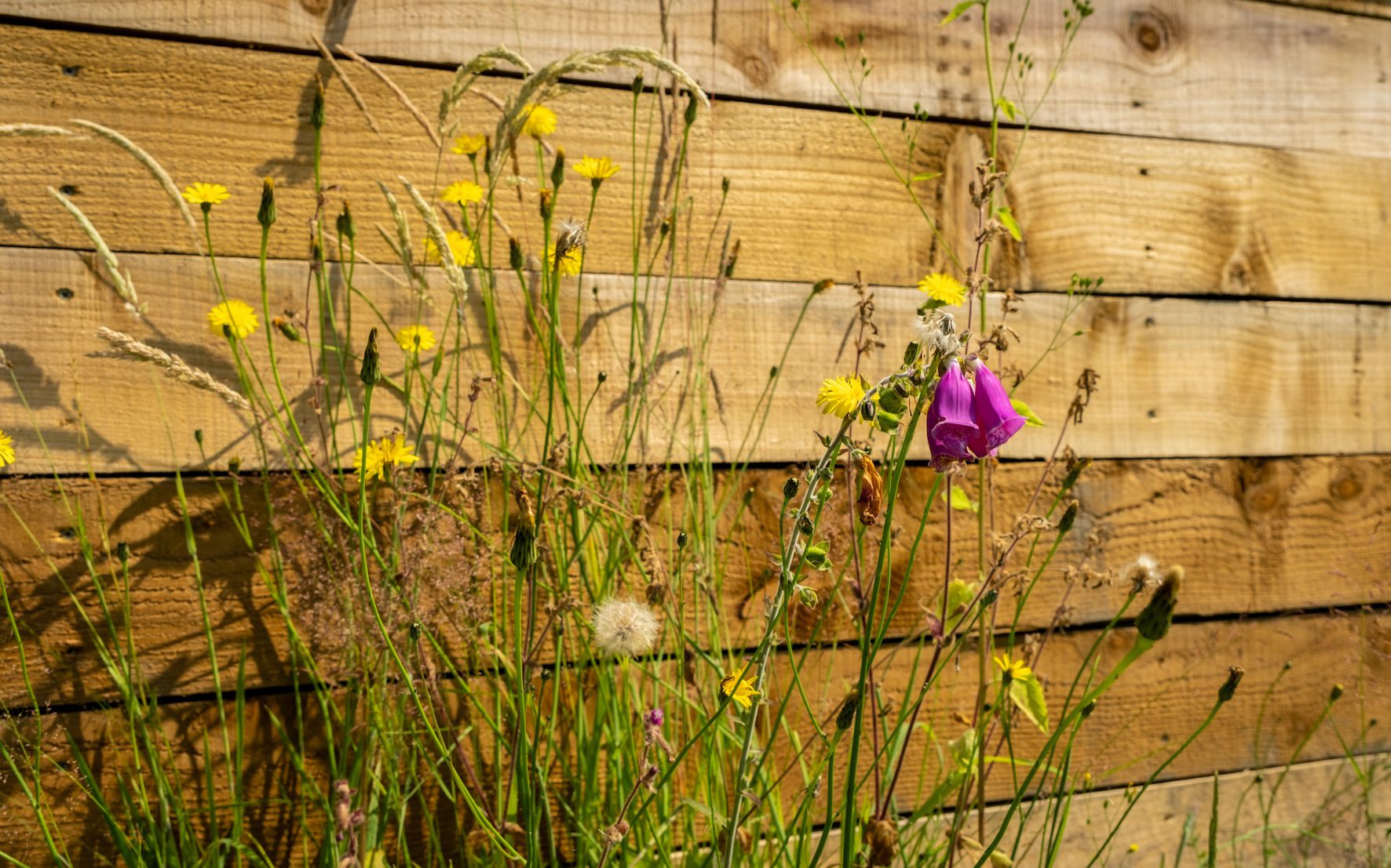 Close-up of foxgloves, dandelions and other UK wild flowers against a wooden fence in the afternoon summer sun