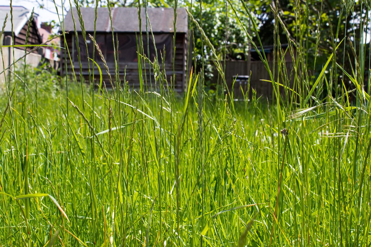 Overgrown grass in a domestic garden