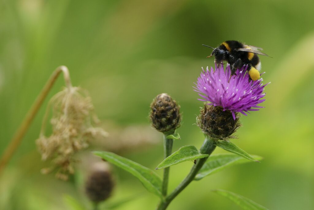 A white-tailed bumblebee with pollen on knapweed