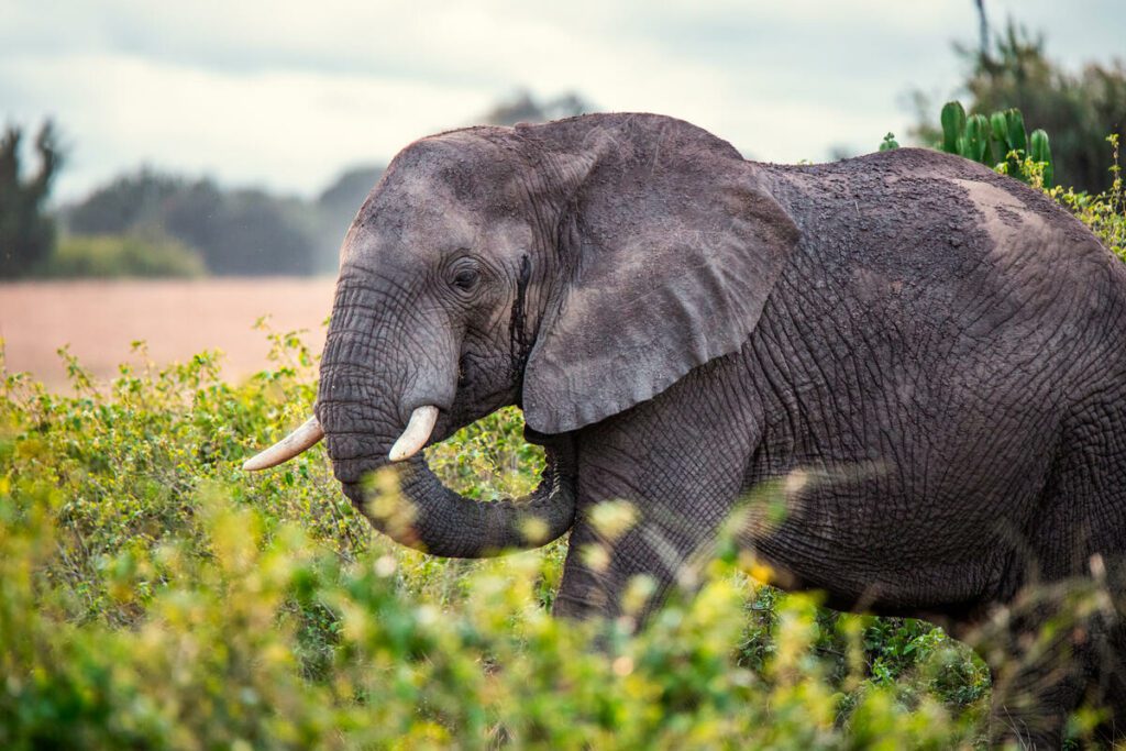 An elephant stands among bushes and cactus trees