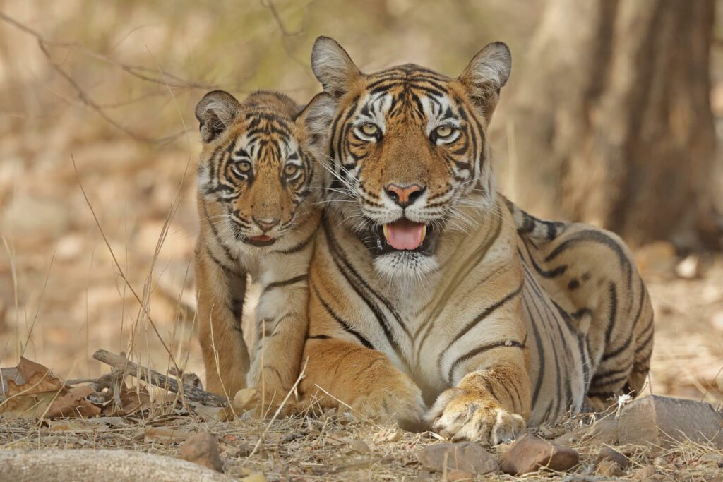 Bengal tiger mother with her cub in Ranthambhore, Rajhasthan, India