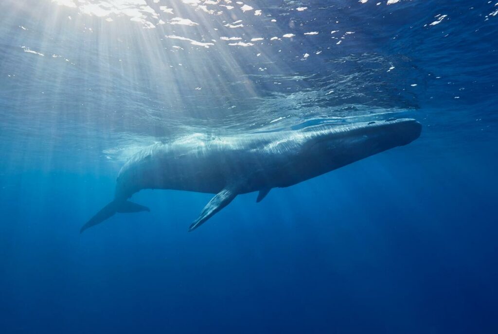 Blue whale photographed from underneath, with the sun shining through the water above it