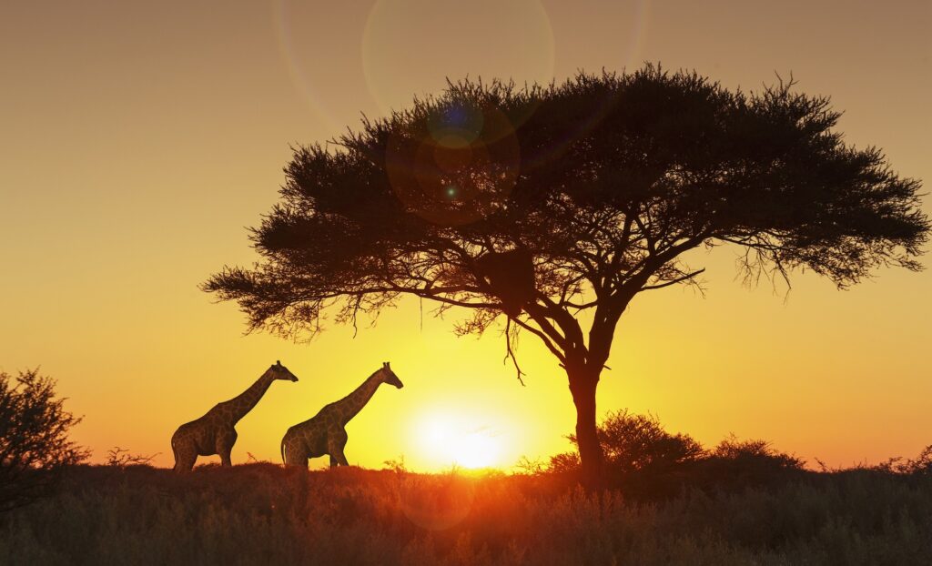 Two giraffes are silhouetted under a tree at sunset in Namibia