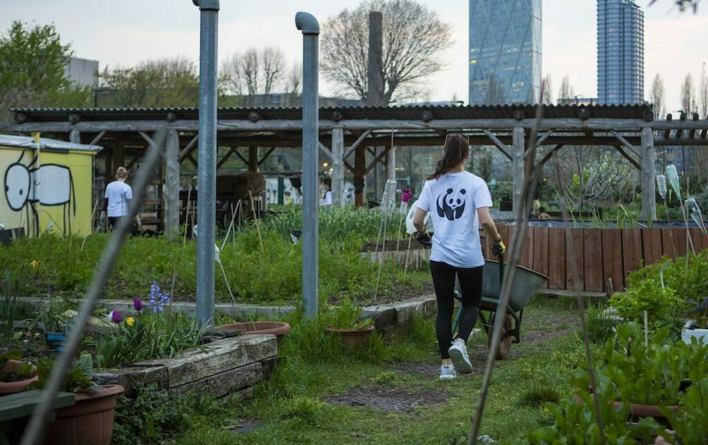 A person in a WWF T-shirt works in an urban community garden