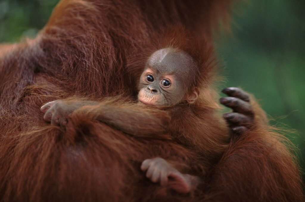 Sumatran orangutan mother holds her baby, which is looking at the camera