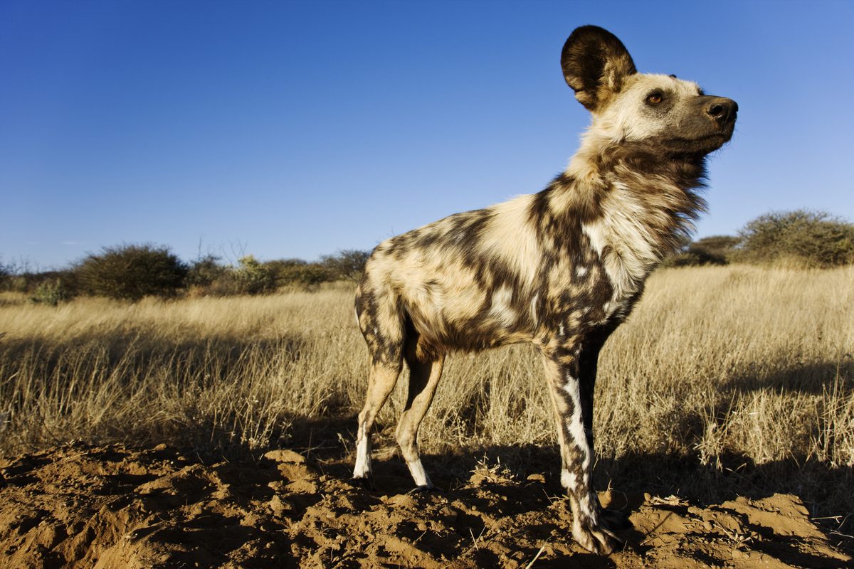 An African wild dog stands alone on grasslands