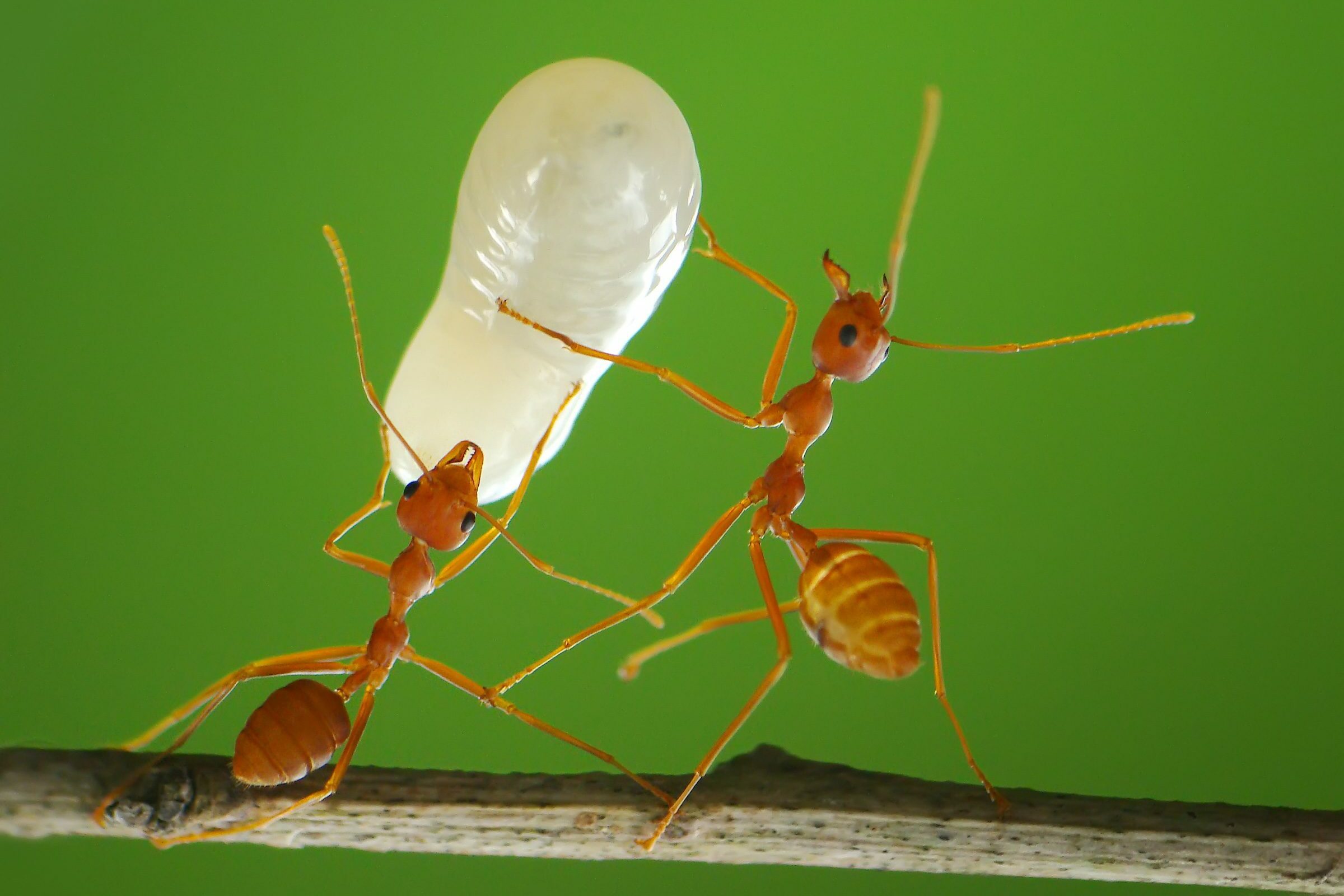 Close-up photo of two weaver ants carrying a larva