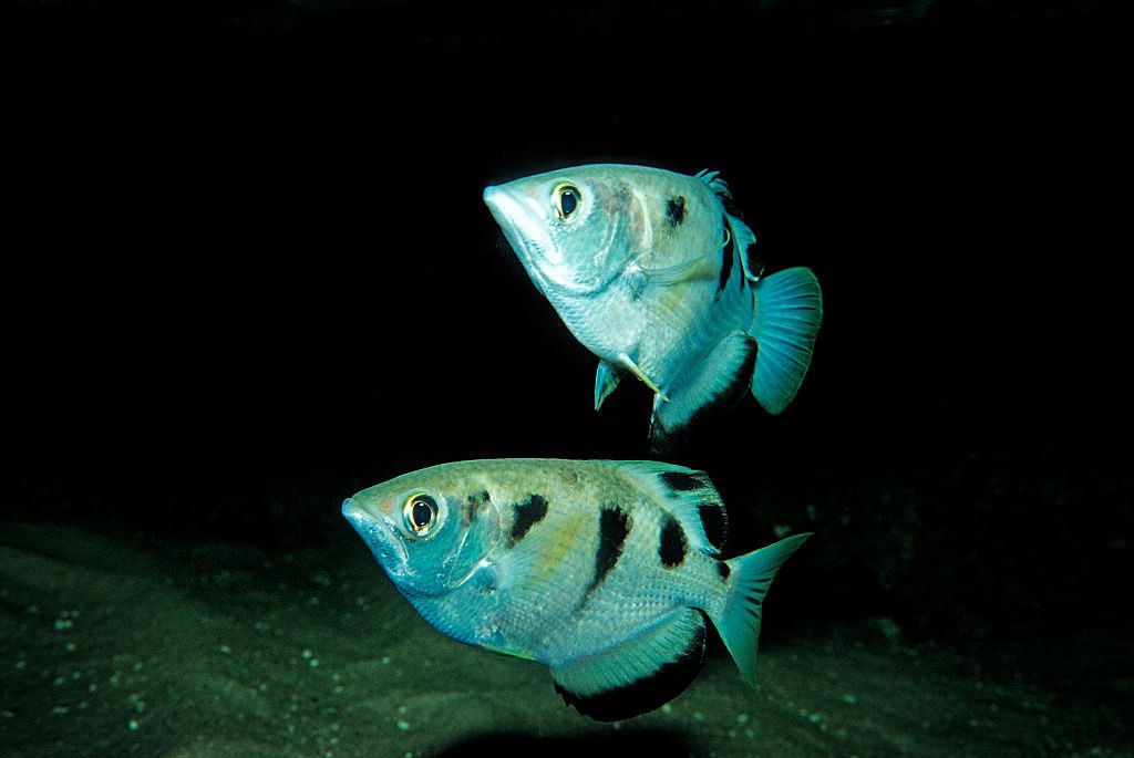 Two Archerfish swim in dark water among mangroves in India