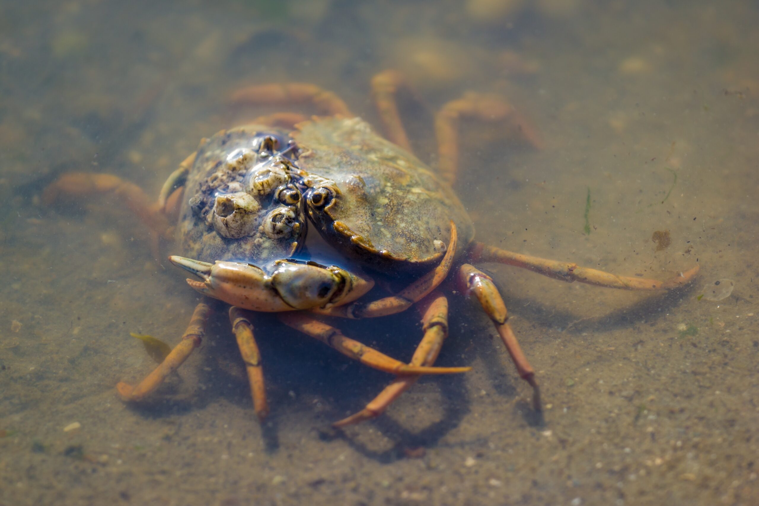 Two shore crabs wrestle each other in shallow water