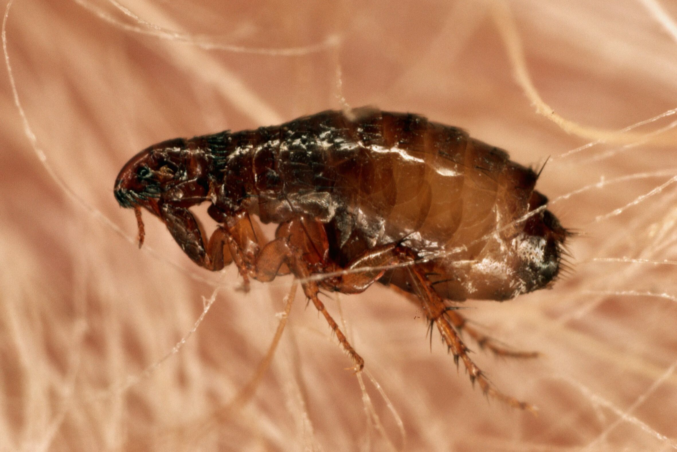 A close-up photo of a flea in some dog's fur