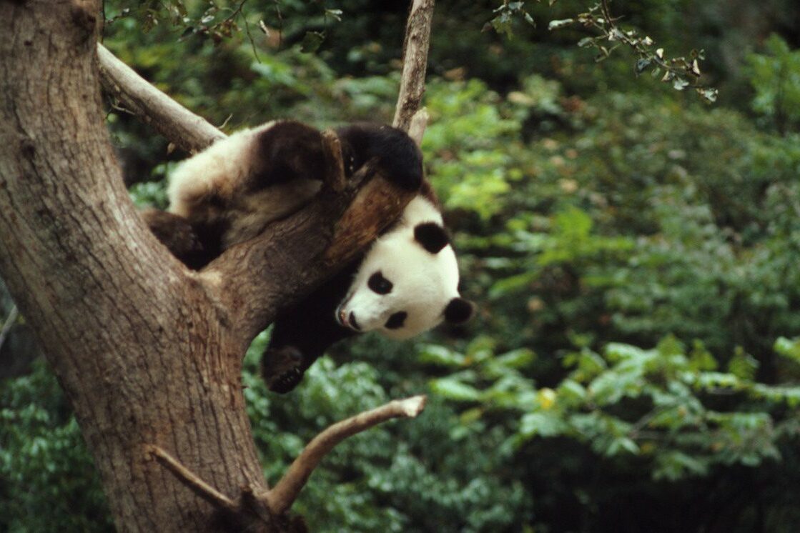 A giant panda balances on the branch of a tree