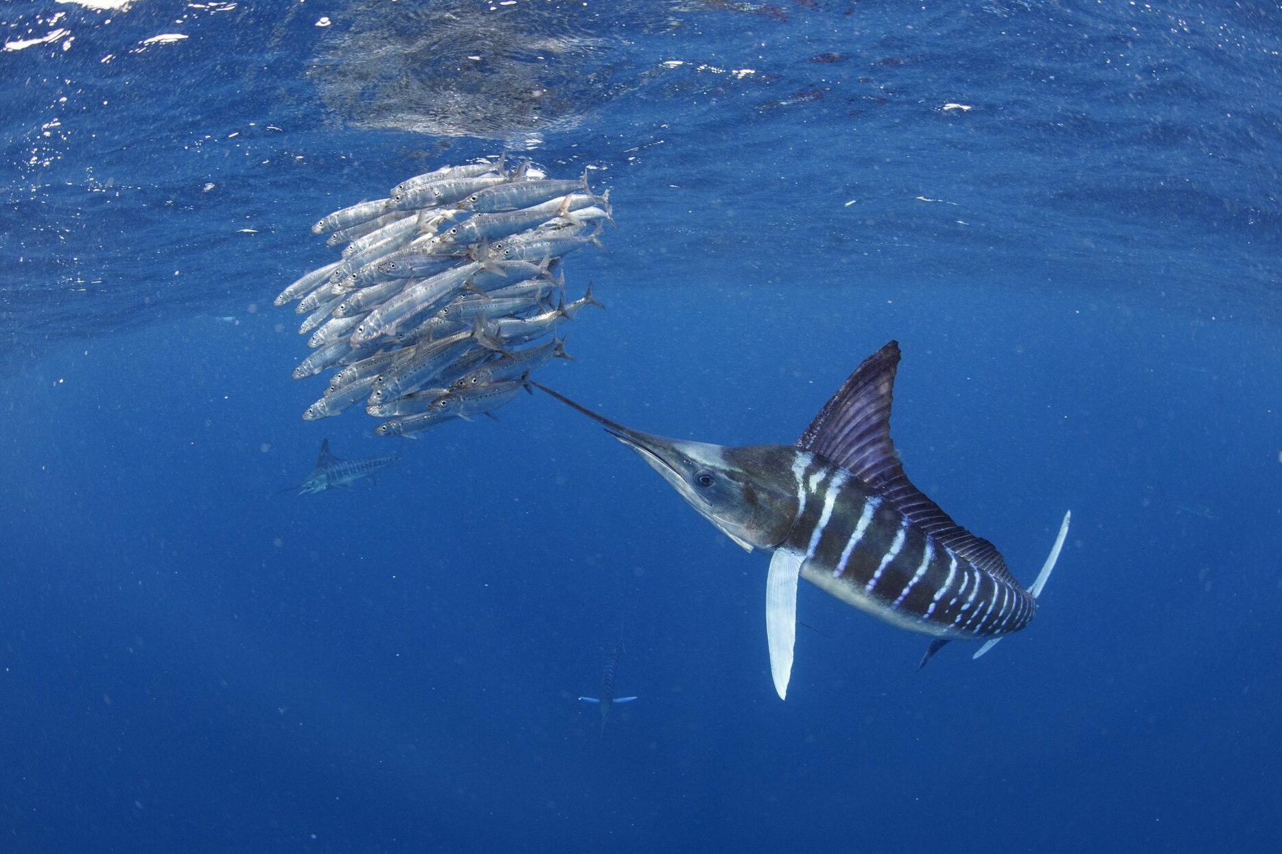 A swordfish hunts a small shoal of fish in blue water