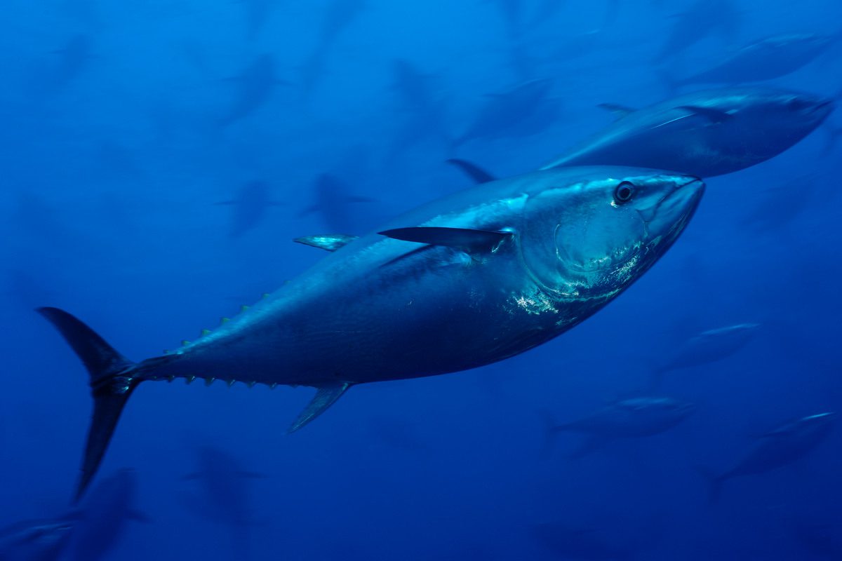 Atlantic bluefin tuna swimming in clear blue water