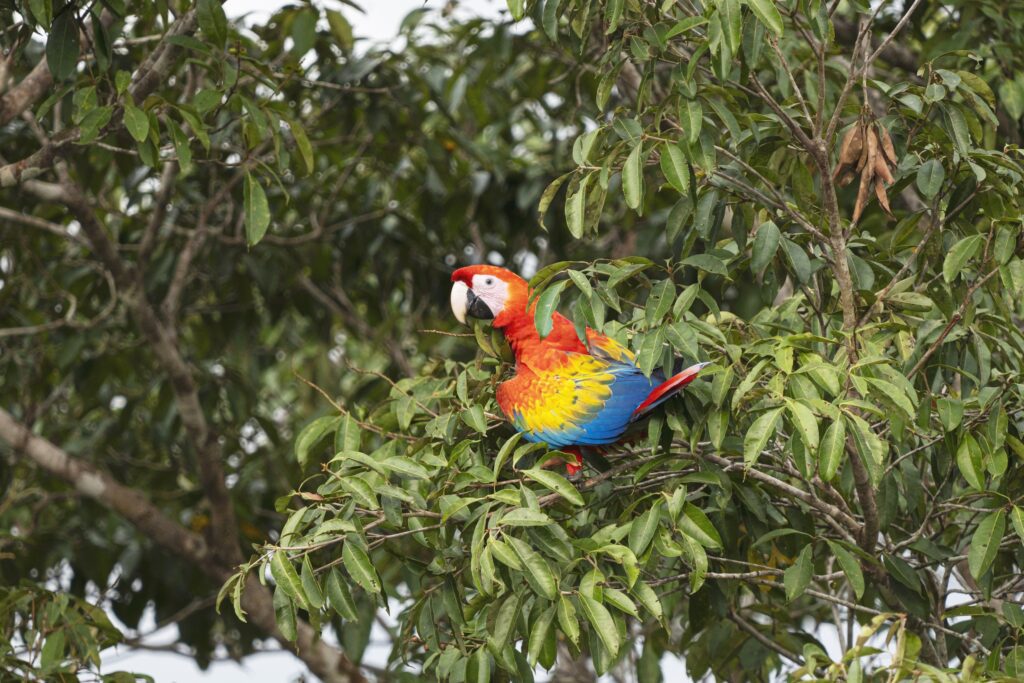 A scarlet macaw sits in a tree in Colombia