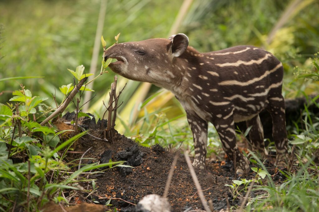 A young tapir nibbles vegetation in the Colombian Amazon