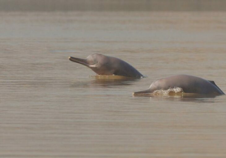 Two Indus river dolphins at the surface of a river in Pakistan