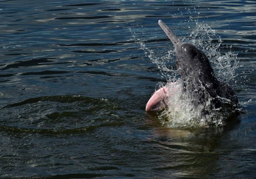 A pink river dolphin leaps from the water