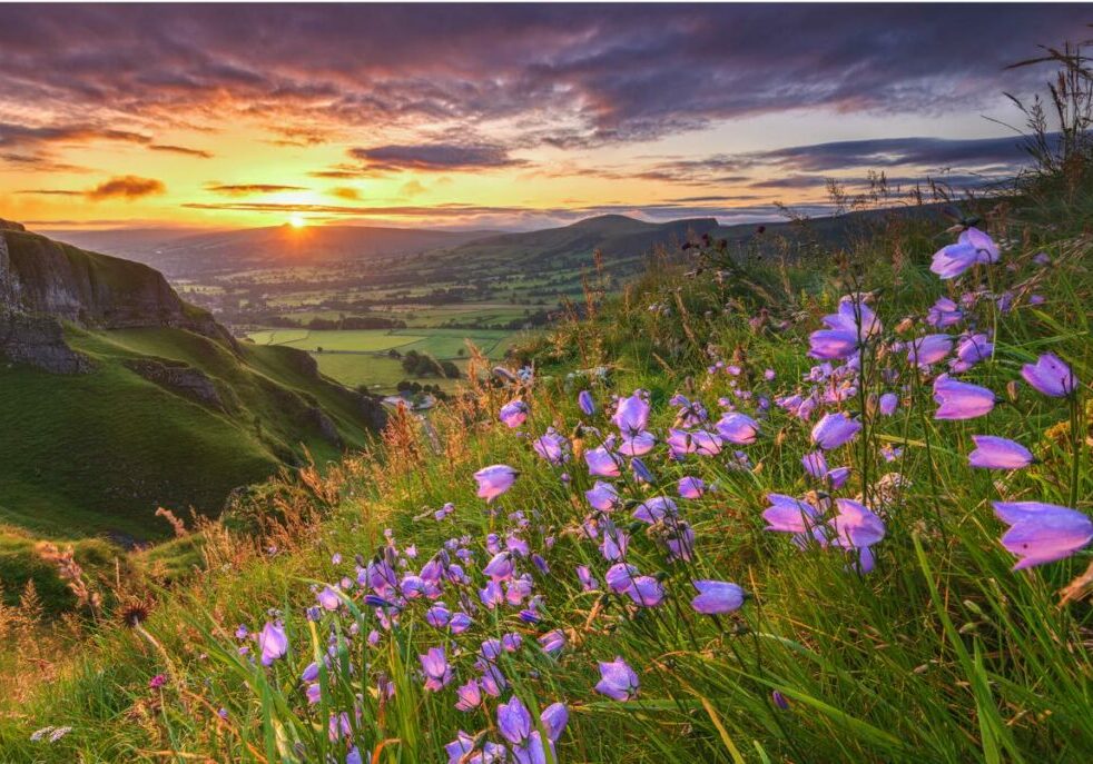 Low sunshine illuminates a valley of green fields, with purple flowers in the foreground