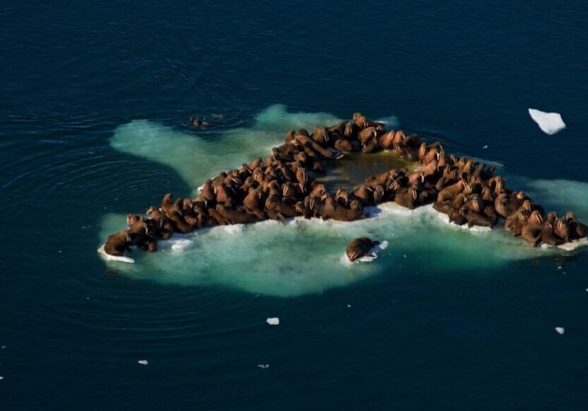 A group of walruses huddle on a small patch of ice near the coast
