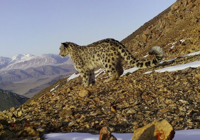 Snow leopard in Mongolia's mountains