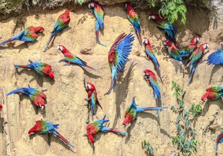 Red-and-green macaw (Ara chloropterus) flock feeding on wall of clay lick. Manu Biosphere Reserve, Amazonia, Peru.