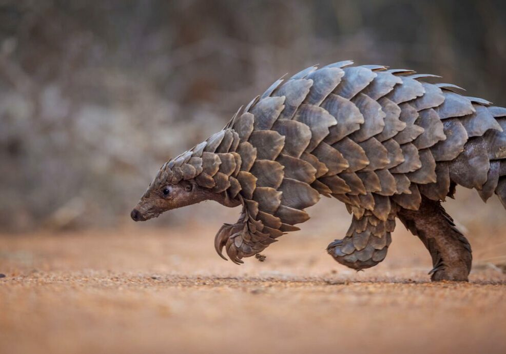 Temminck's ground pangolin (Smutsia temminckii) foraging during a soft release from the Rhino Revolution rehabilitation facility in South Africa. This pangolin was saved from poachers in an anti-poaching sting operation.