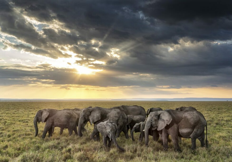 An elephant herd grazing at sunset in the Massai Mara