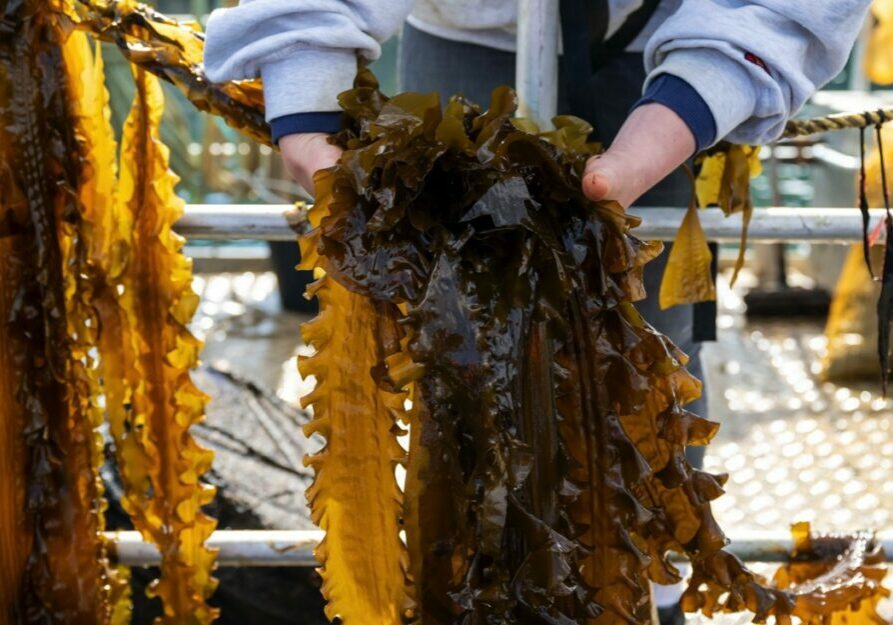 A worker's hands hold long fronds of thick brown seaweed over the side of an ocean farm barge