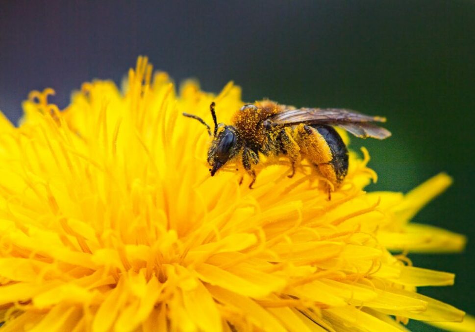 An orange-tailed mining bee feeds on a dandelion