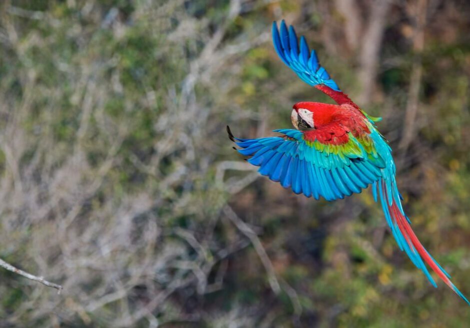 A red and green macaw flies through the Brazilian jungle
