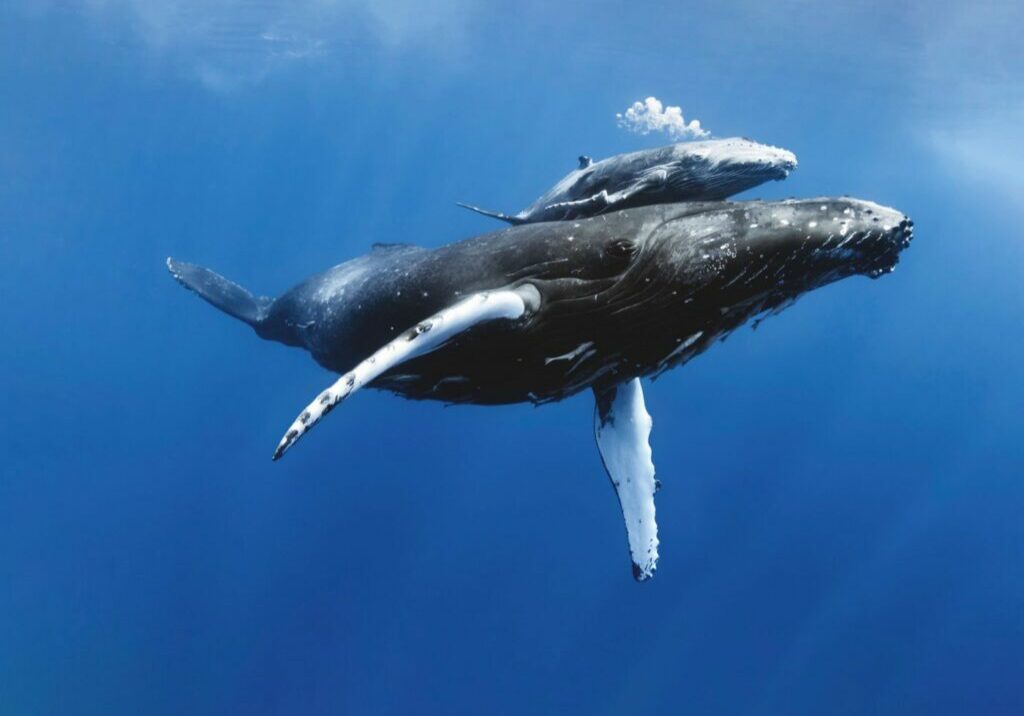 A whale and calf swim in the ocean