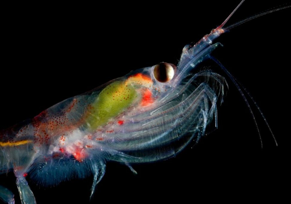A close-up photo of krill