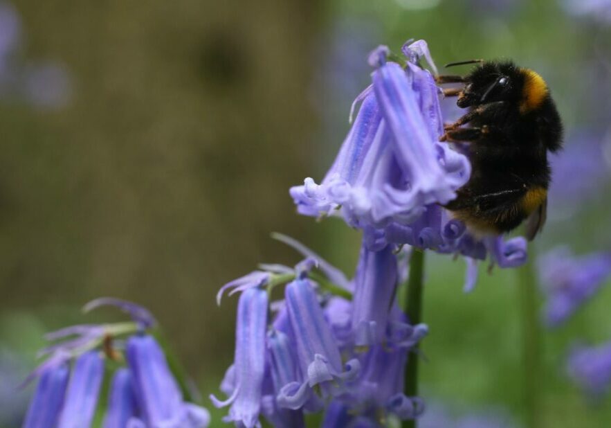 A bee gathers pollen from a bluebell in a wood in the UK